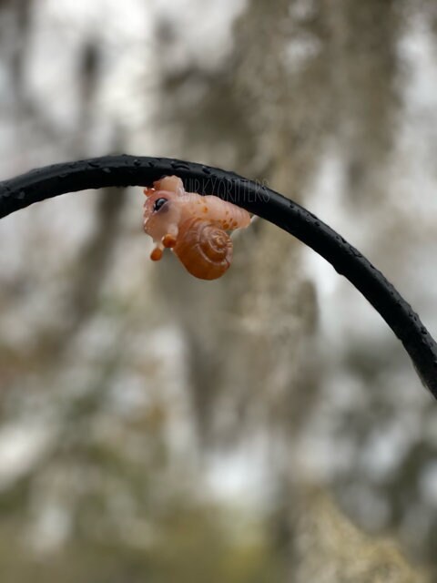 Snail Dragon: The Tiny Dragon Snail Ball Joint Doll