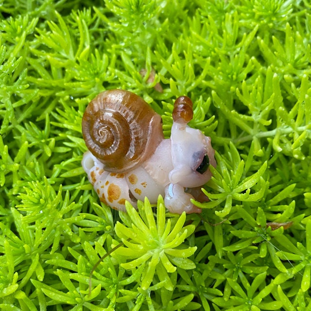 Snail Dragon: The Tiny Dragon Snail Ball Joint Doll