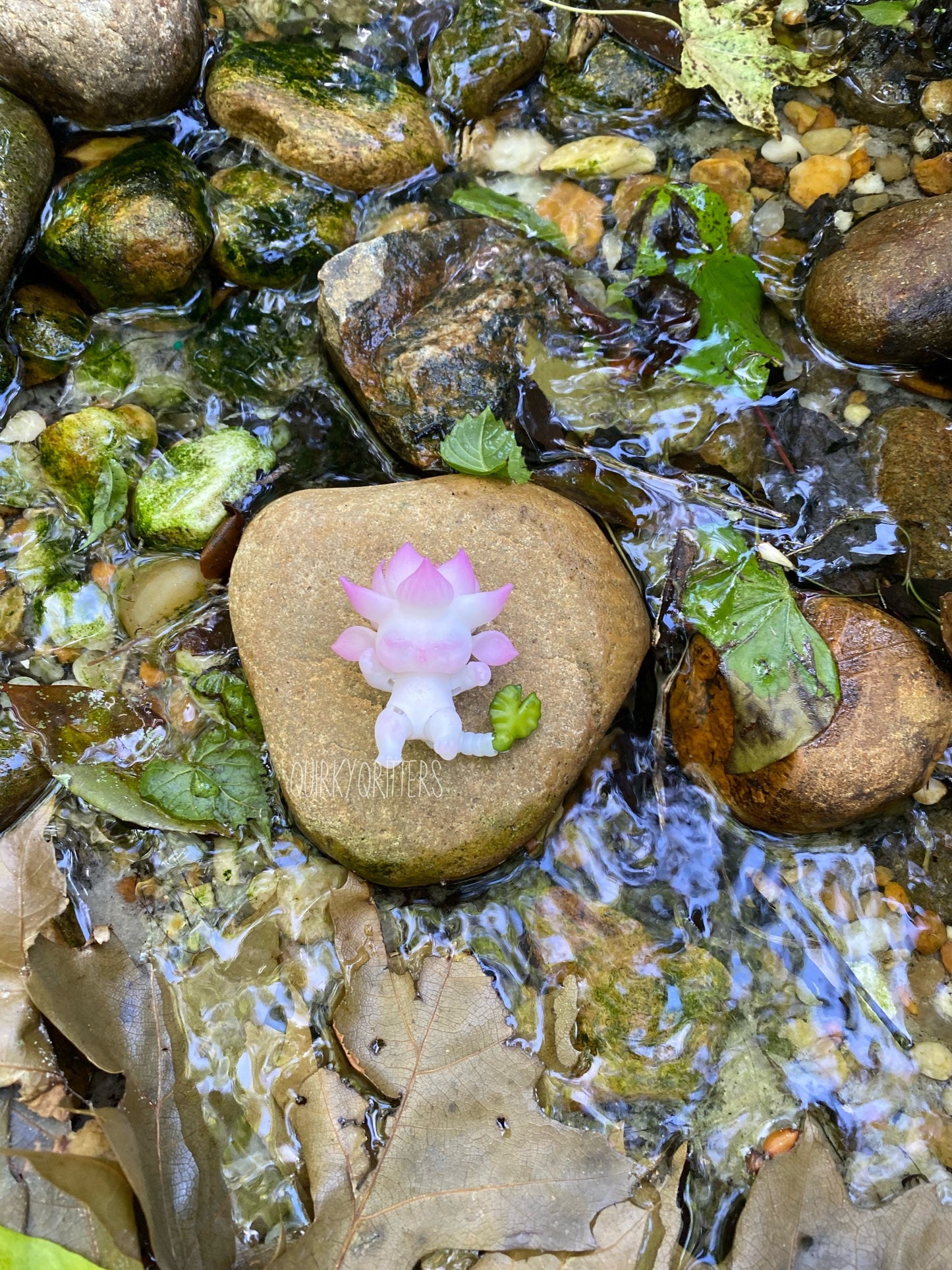 May include: A pink flower with white accents sits on a brown rock in a stream. The stream is surrounded by rocks and green leaves.